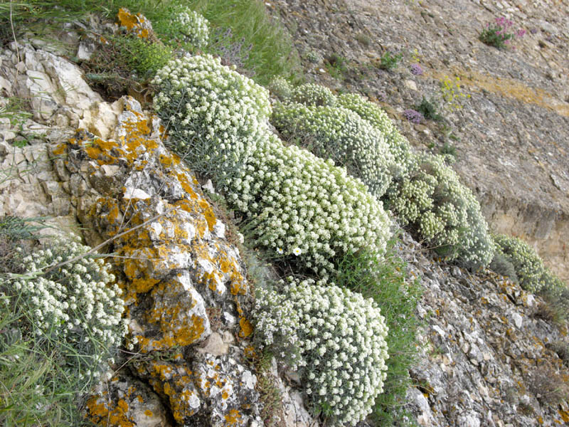 Ptilotrichum spinosum photo
